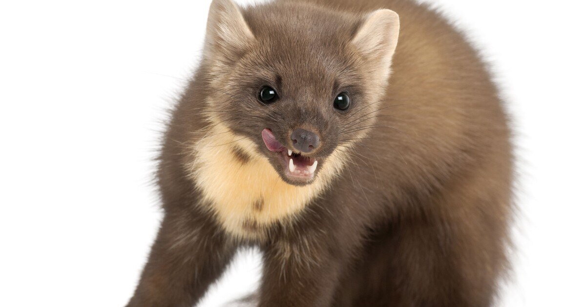 Start in die Mardersaison