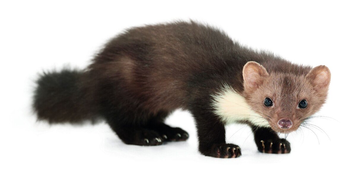 Stop&amp;Go: Innovationsführer gewinnt